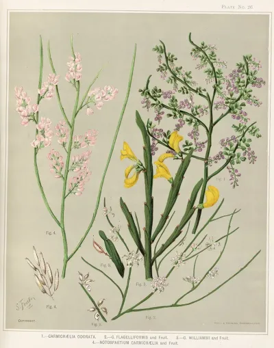 1 Carmichaelia Odorata 2 C Flagelliformis And Fruit 3 C Williamsii And Fruit 4 Notospartium Carmichaelia And Fruit Plate 26