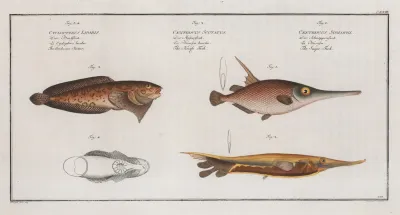 1 Centriscus Scolopax The Snipe Fish 2 Centriscus Scutatus The Knife Fish
