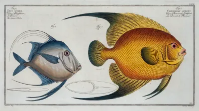 1 Chaetodon Aureus 2 Zeus Vomer The Silver Fish
