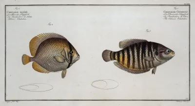1 Chaetodon Chinensis The Chinese Chetodon 2 Chaetodon Kleinii Kleins Chetodon