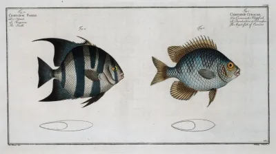 1 Chaetodon Curacao The Angel Fish Of Curacoo 2 Chaetodon Faber The Smith