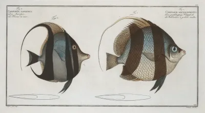 1 Chaetodon Macrolepidotus 2 Chaetodon Cornutus