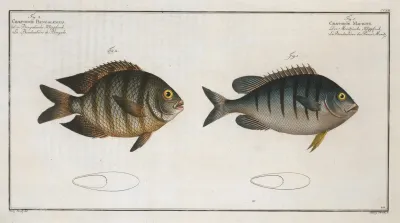 1 Chaetodon Mauritii 2 Chaetodon Bengalensis