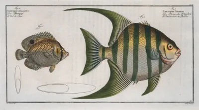 1 Chaetodon Plumieri 2 Chaetodon Ocellatus
