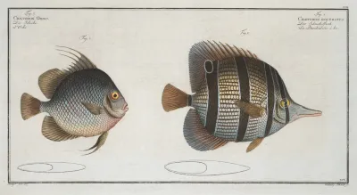 1 Chaetodon Rostratus 2 Chaetodon Orbis