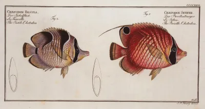 1 Chaetodon Setifer The Bristle Chetodon 2 Chaetodon Falcula The Sickle Chetodon