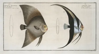 1 Chaetodon Teira 2 Chaetodon Vespertilio