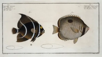 1 Chaetodon Unimaculatus 2 Chaetodon Arcuatus The Arc Fish