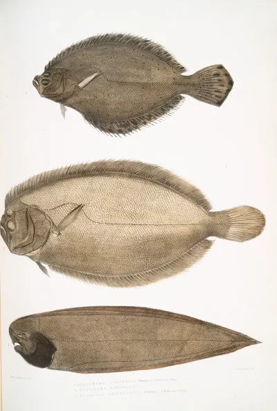1 Chinese Plaice Platessa Chinensis 2 Dr Russells Plaice Platessa Russellii 3 Short Lined Finless Sole Plagusia Abbreviata China