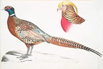 1 Chinese Ring Necked Pheasant Phasianus Torquatus 2 Head Of The Common Golden Pheasant Chrysolophus Pictus