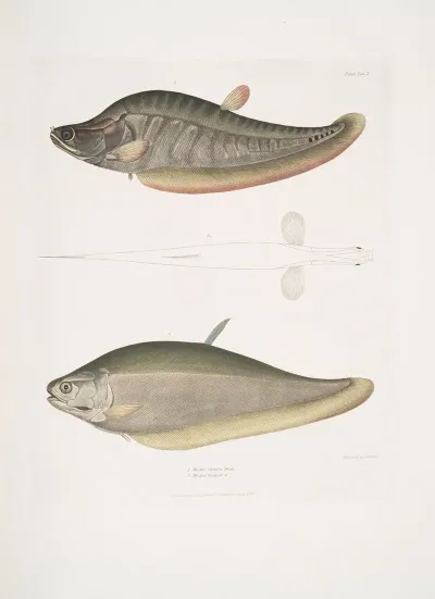 1 Chitala Mystus Mystus Chitala 2 Kapirat Mystus Mystus Kapirat