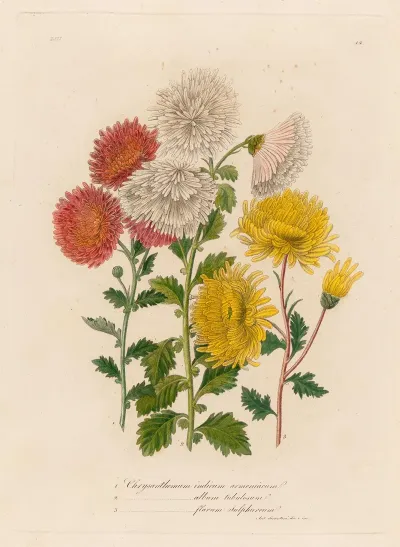 1 Chrysanthemum Indicum Armeniacum And 2 Chrysanthemum Album Tubulosum And 3 Chrysanthemum Flavum Sulphureum