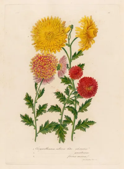 1 Chrysanthemum Indicum Luteo Ochraceum And 2 Chrysanthemum Indicum Luteo Granatinum And 3 Chrysanthemum Indicum Flavum Aureum