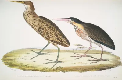 1 Cinnamon Heron Ardea Cinnamonea 1 Yellow Necked Heron Ardea Flavicollis