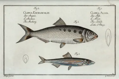 1 Clupea Alosa The Schad 2 Clupea Encrasicolus The Anchovy