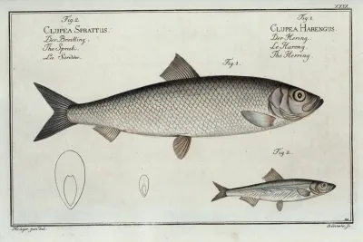 1 Clupea Harengus The Herring 2 Clupea Sprattus The Sprat
