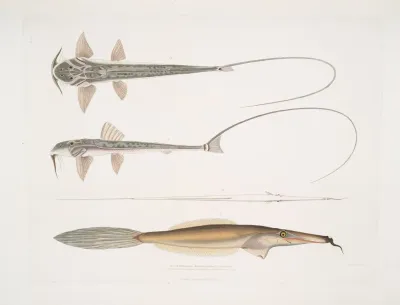 1 Coach Whip Sisor Sisor Rabdophorus Janma 2 Bearded File Fish Balistes Anacanthus Barbatus