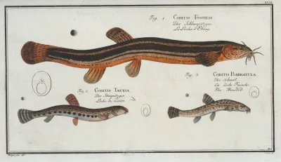 1 Cobitis Fossilis The Muddy Loach 2 Cobitis Taenia The Ribban Loach 3 Cobitis Bartula The Bearded Loach