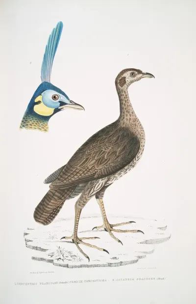 1 Concentric Francolin Female Perdix Concentrica 2 Javan Peacock Pavo Muticus Head