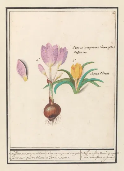 1 Corcus Purpereus Variegatus 2 Corcus Lutens