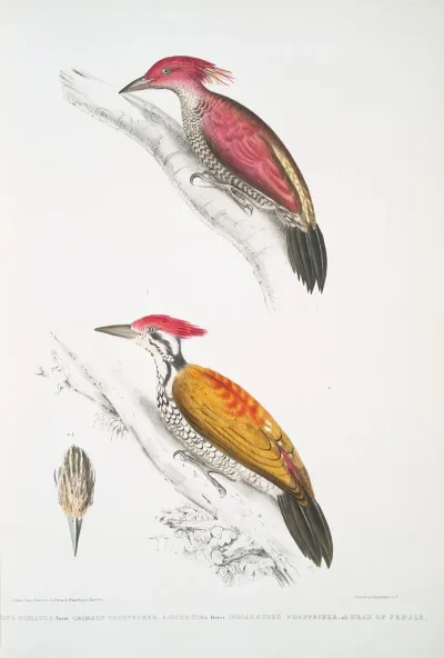 1 Crimson Woodpecker Picus Mineatus 2 Indian Three Toed Woodpecker Picus Tiga 3 A Head Of Female