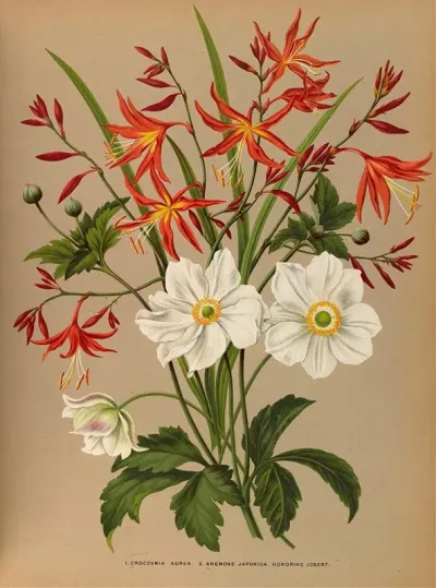 1 Crocosmia Aurea 2 Anemone Japonica Honorine Jobert