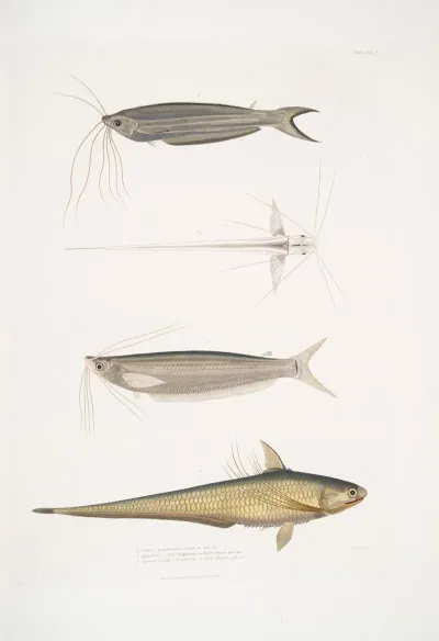 1 Cuviers Acanthonotus Silurus Acanthonotus Cuvieri 2 Bengal Ailia Malapterus Ailia Bengalensis