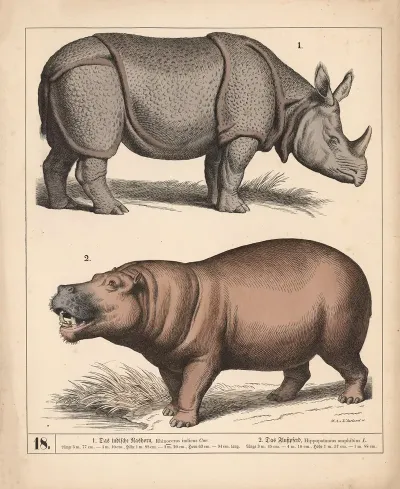 1 Das Indische Nashorn 2 Das Flusspferd 2