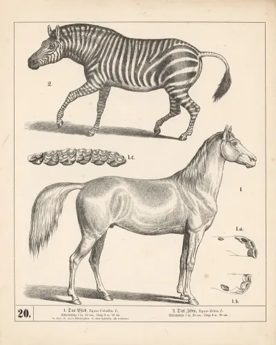 1 Das Pferd 2 Das Zebra 2