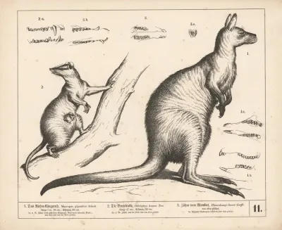 1 Das Riesen Kanguruh 2 Die Beutelratte 3 Zahne Vom Wombat 2