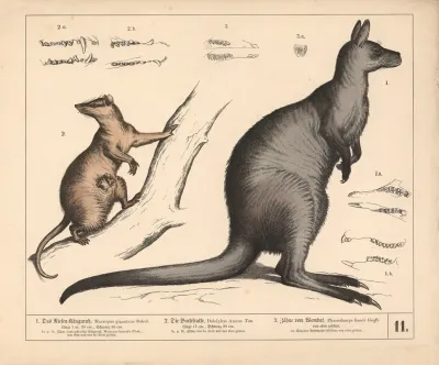 1 Das Riesen Kanguruh 2 Die Beutelratte 3 Zahne Vom Wombat