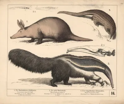 1 Der Ameisenscharrer Erdschwein 2 Der Grosse Ameisenfresser 3 Das Langgeschwanzte Schuppenthier 2