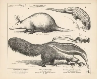 1 Der Ameisenscharrer Erdschwein 2 Der Grosse Ameisenfresser 3 Das Langgeschwanzte Schuppenthier