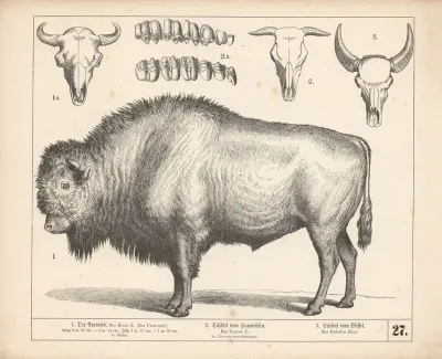 1 Der Auerochs 2 Schadel Vom Hausochsen 3 Schadel Vom Buffel 2