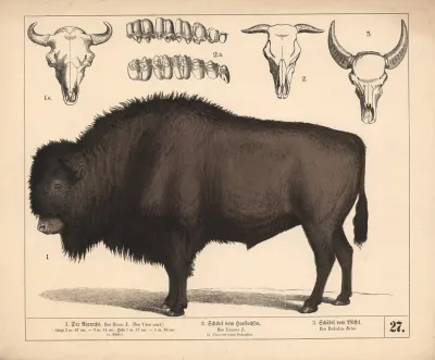 1 Der Auerochs 2 Schadel Vom Hausochsen 3 Schadel Vom Buffel
