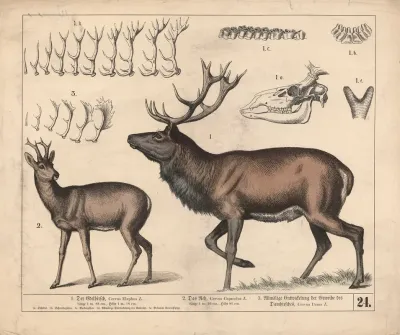 1 Der Edelhirsch 2 Das Reh 3 Allmalige Entwickelung Der Geweihe Des Damhirsches 2