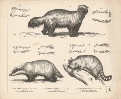 1 Der Gemeine Dachs 2 Der Nordische Vielfrass 3 Der Gemeine Waschbar 2
