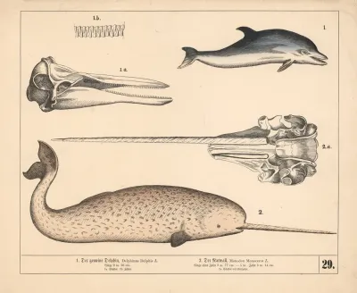 1 Der Gemeine Delphin 2 Der Narwall 2