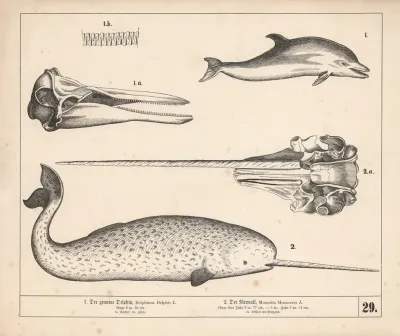 1 Der Gemeine Delphin 2 Der Narwall