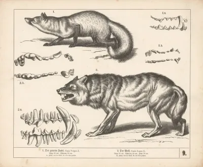 1 Der Gemeine Fuchs 2 Der Wolf 2