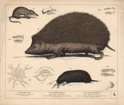 1 Der Gemeine Igel 2 Die Wasser Spitzmaus 3 Der Gemeine Maulwurf 2