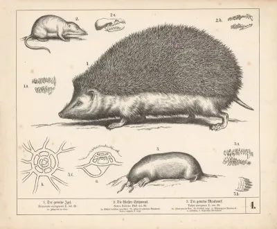 1 Der Gemeine Igel 2 Die Wasser Spitzmaus 3 Der Gemeine Maulwurf