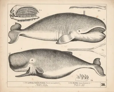 1 Der Grosskopfige Pottwall Cachelot 2 Der Wallfisch 2
