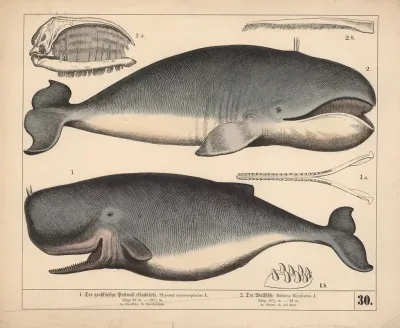 1 Der Grosskopfige Pottwall Cachelot 2 Der Wallfisch