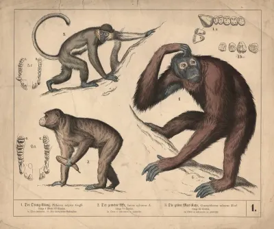 1 Der Orang Utang 2 Der Gemeine Affe 3 Die Grune Meer Katze 2
