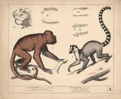 1 Der Rothe Brullaffe 2 Der Katzen Maki 2