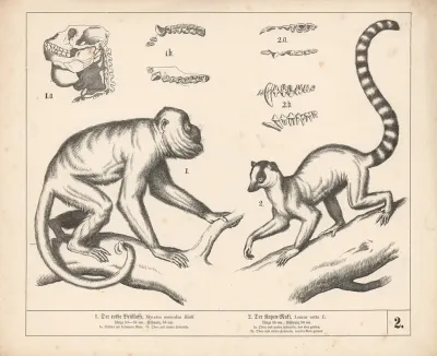 1 Der Rothe Brullaffe 2 Der Katzen Maki