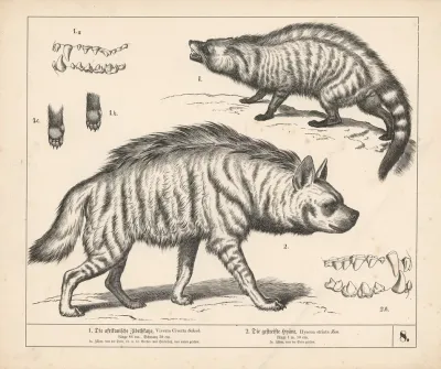 1 Die Afrikanische Zibethkatze 2 Die Gestreifte Hyane 2
