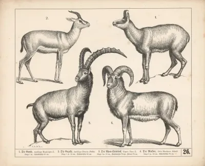 1 Die Gemse 2 Die Gazelle 3 Der Alpensteinbock 4 Der Muflon 2