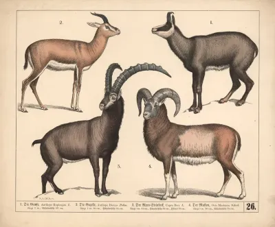1 Die Gemse 2 Die Gazelle 3 Der Alpensteinbock 4 Der Muflon